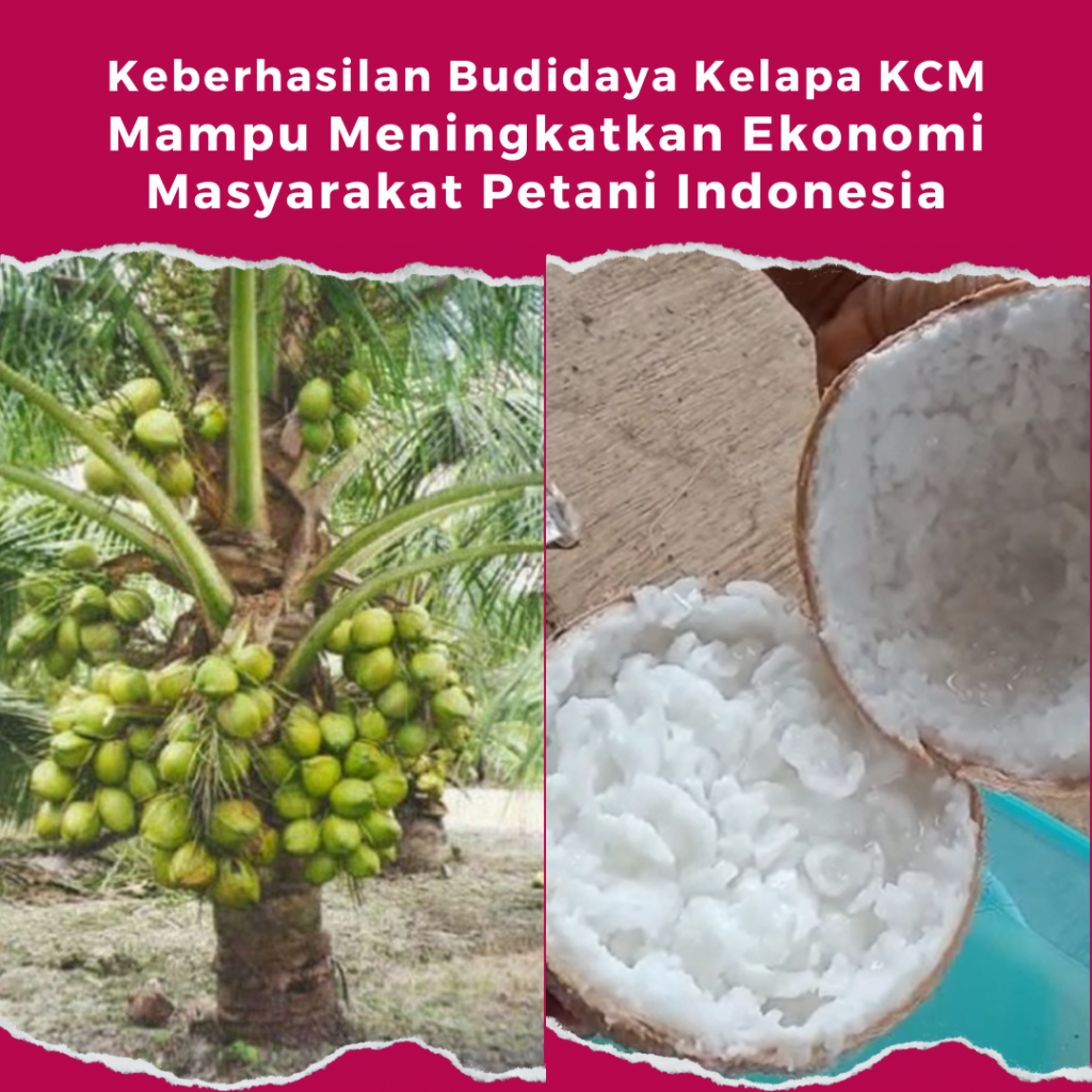 Keberhasilan Kelapa Kopyor Cungap Merah